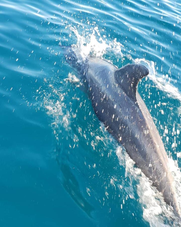 Dolphin Dhow Beach Safaris Vilankulo Exteriér fotografie