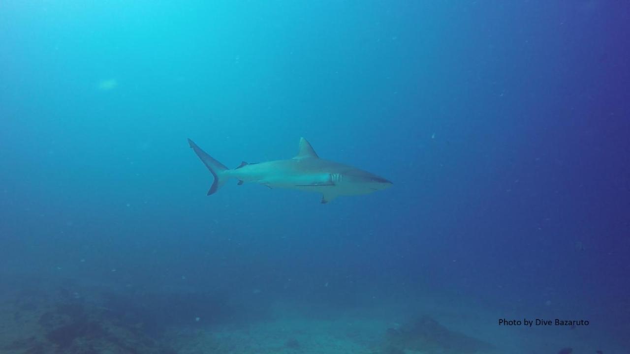 Dolphin Dhow Beach Safaris Vilankulo Exteriér fotografie